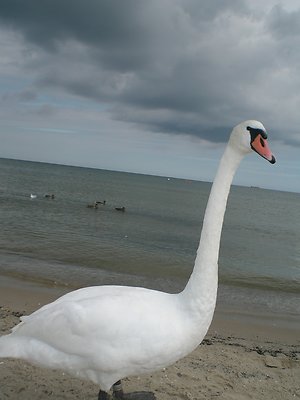 FAQ. Swan 1.